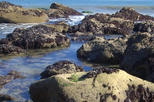 Tide Pools in San Diego